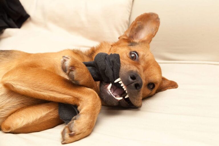 En hund tuggar på en persons strumpa.