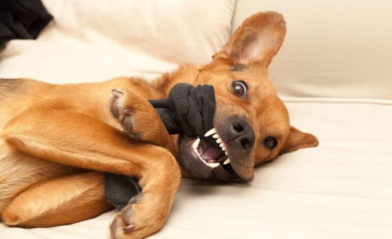 En hund tuggar på en persons strumpa.