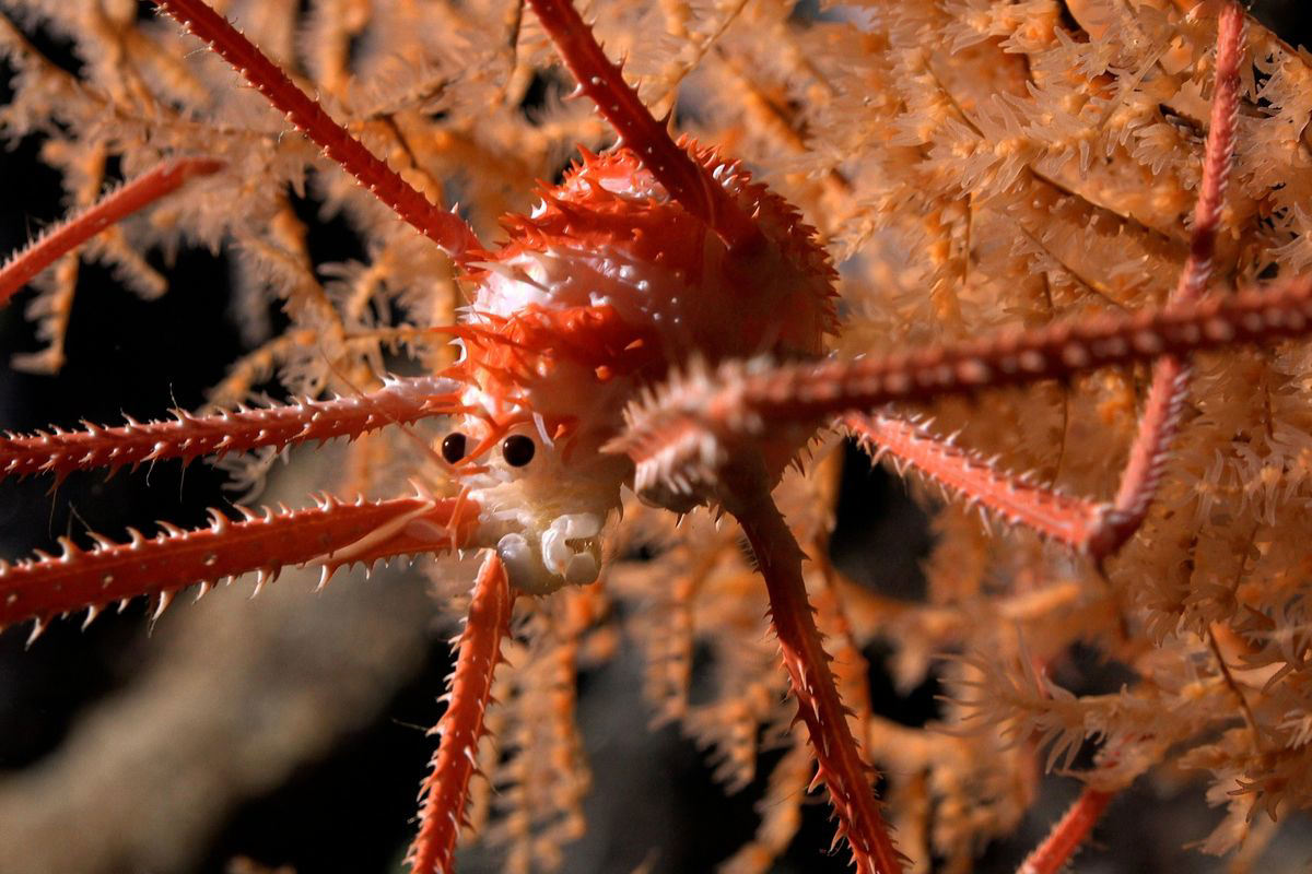 Okända undervattensarter