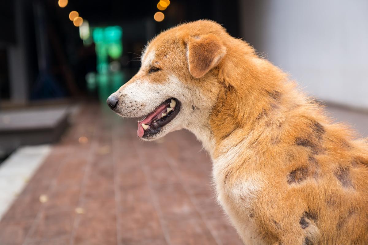 Hunden blir skallig på grund av att den kliar sig.
