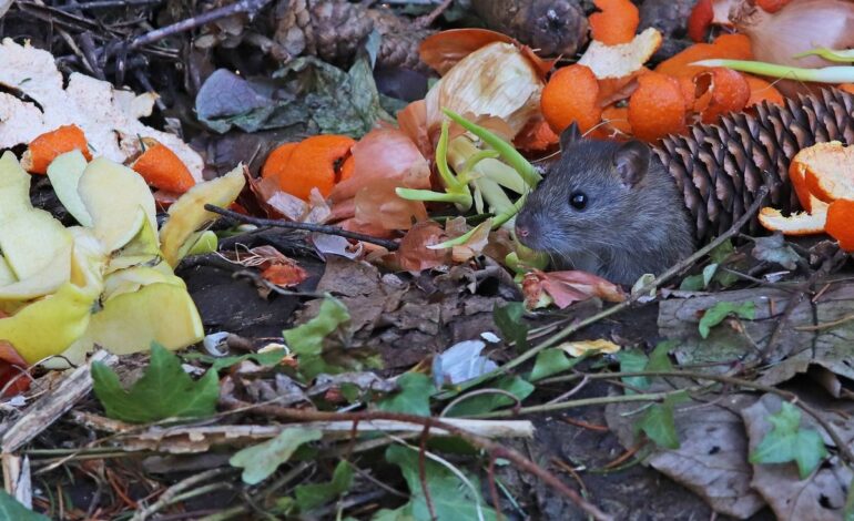 Råttor i komposten