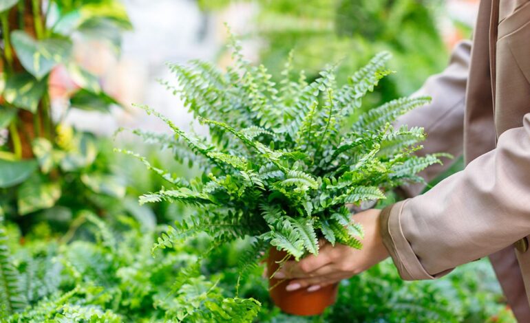 med en ormbunke i händerna