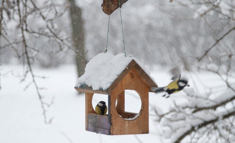 Fåglar sitter vid mataren på vintern