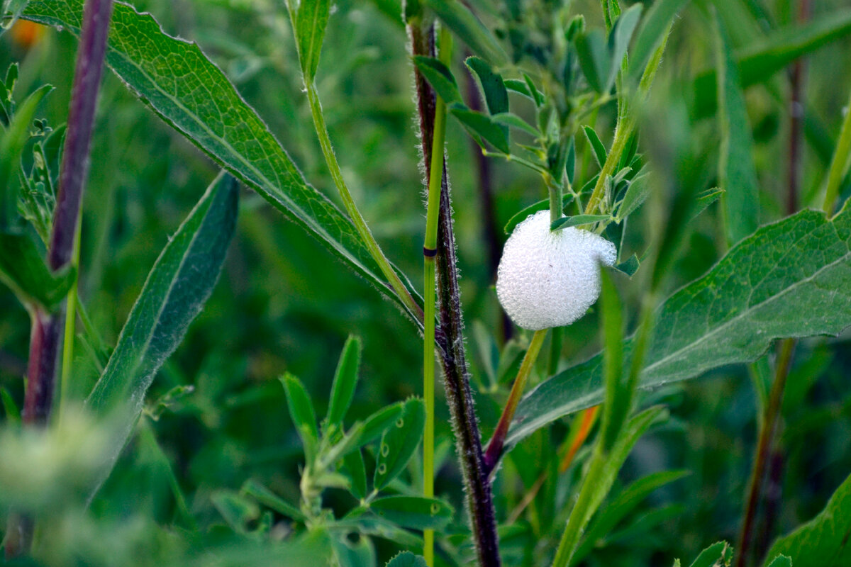 Vad är det för konstigt vitt skum som dyker upp på allt fler växter?