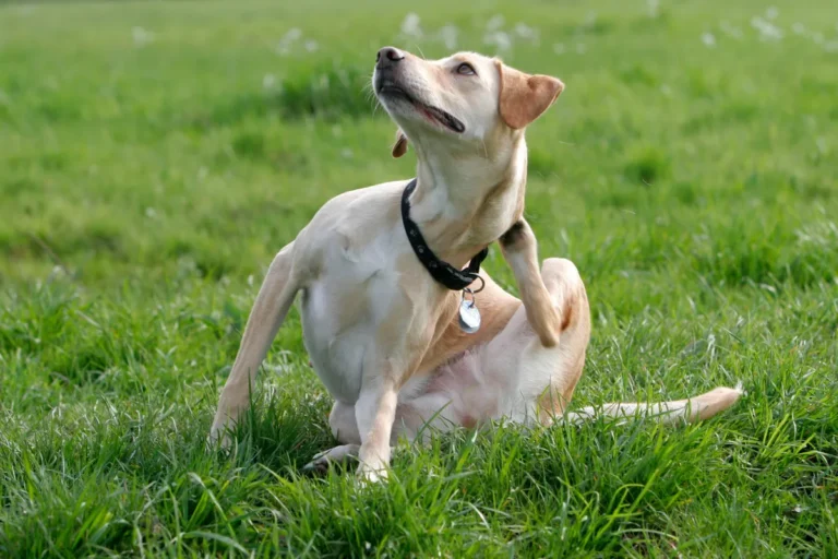 Hunden kliar sig