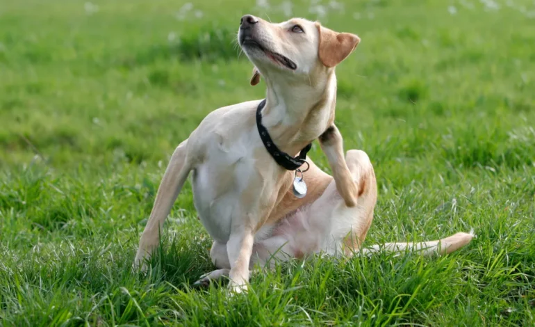 Hunden kliar sig