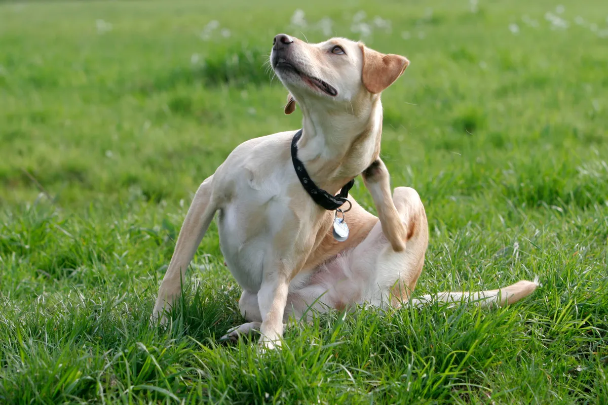Min hund kliar sig hela tiden: hur vet jag om det är allvarligt eller bara en vana?