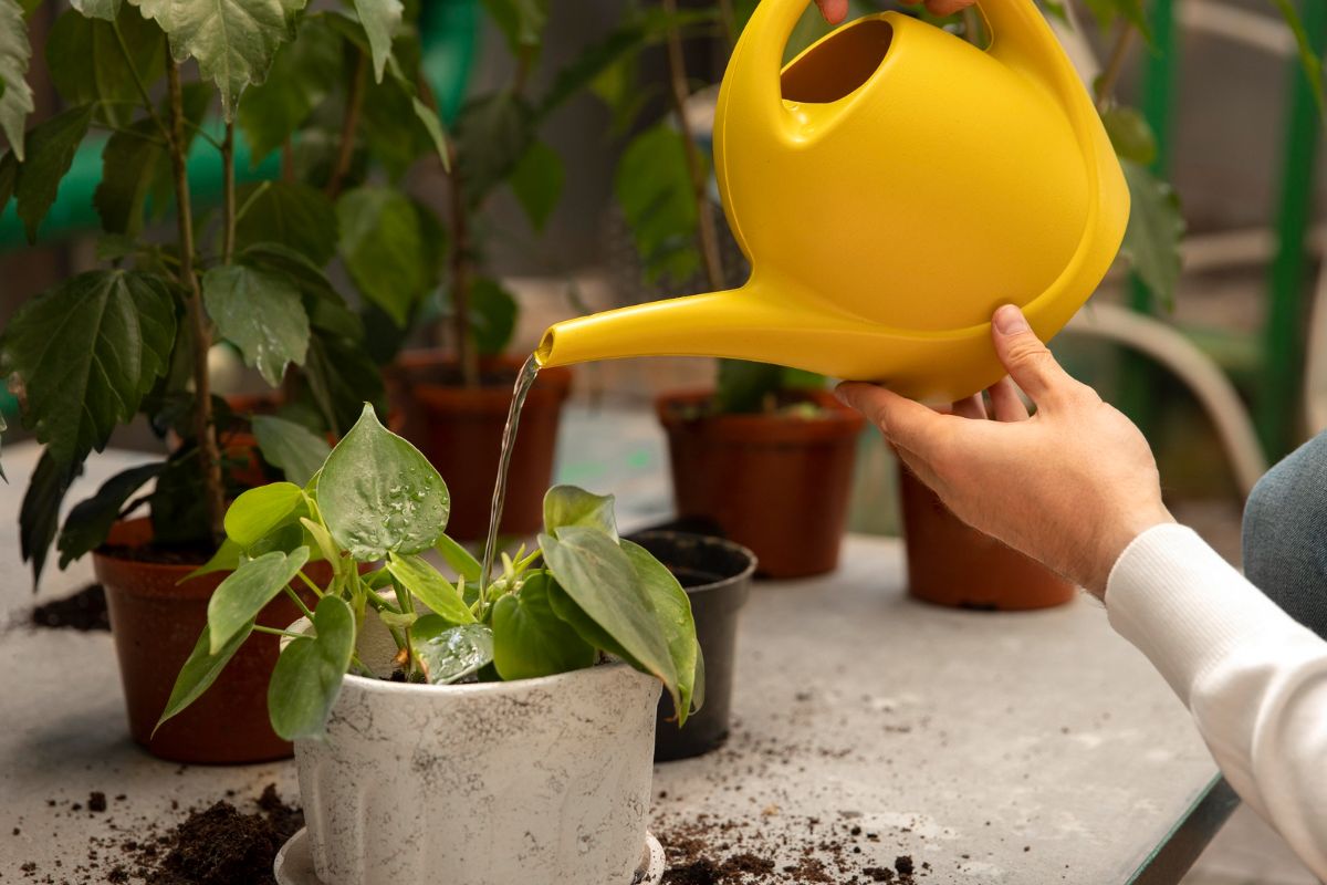 vattnar växterna med en vattenkanna hemma