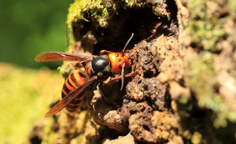 asiatiska bålgeting