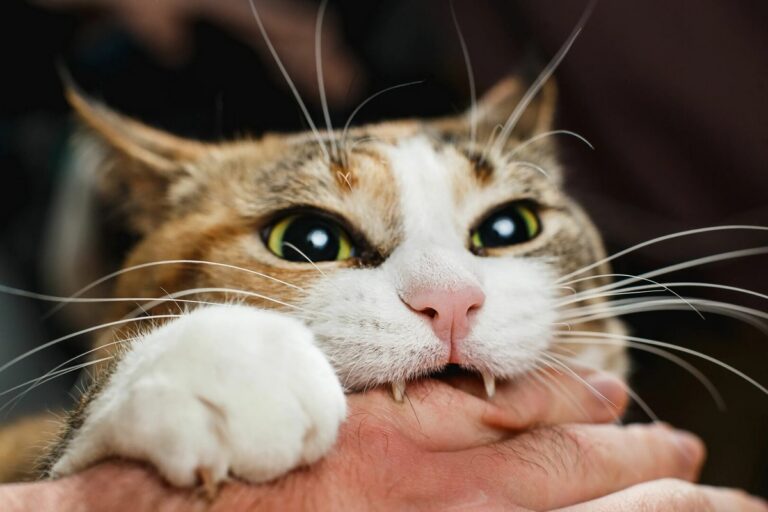 Katten biter mig i handen