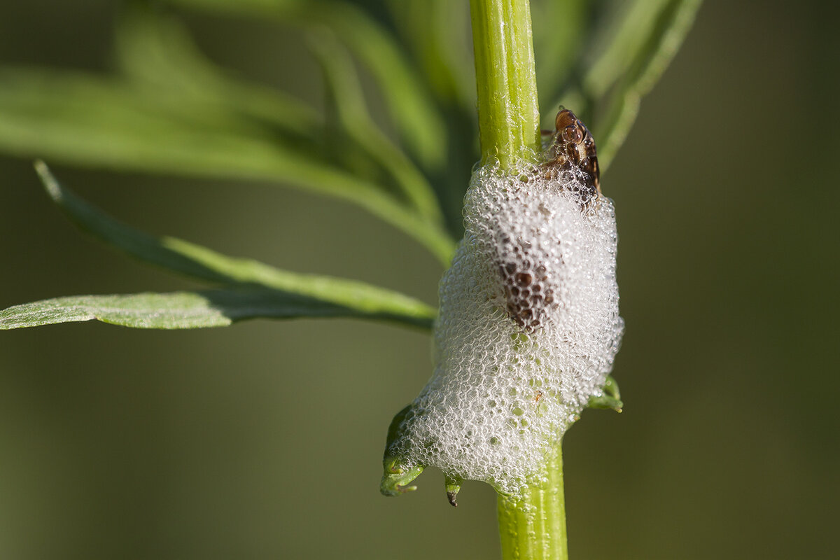 Skummande cikada på en växt