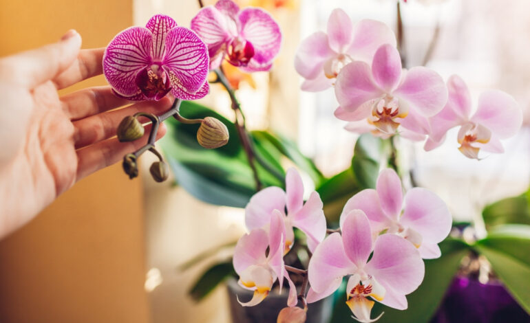 Blanda det med vatten och stryk det på orkidébladens yta. Du kommer snabbt att se resultat.