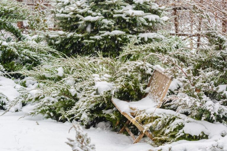 växterna i snön i december