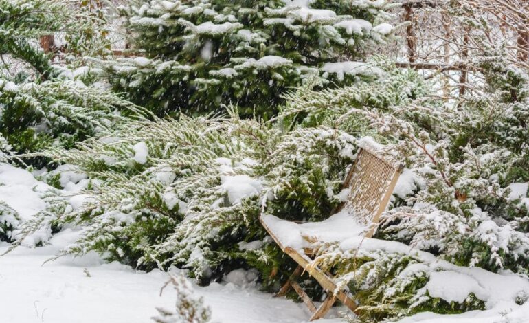 växterna i snön i december