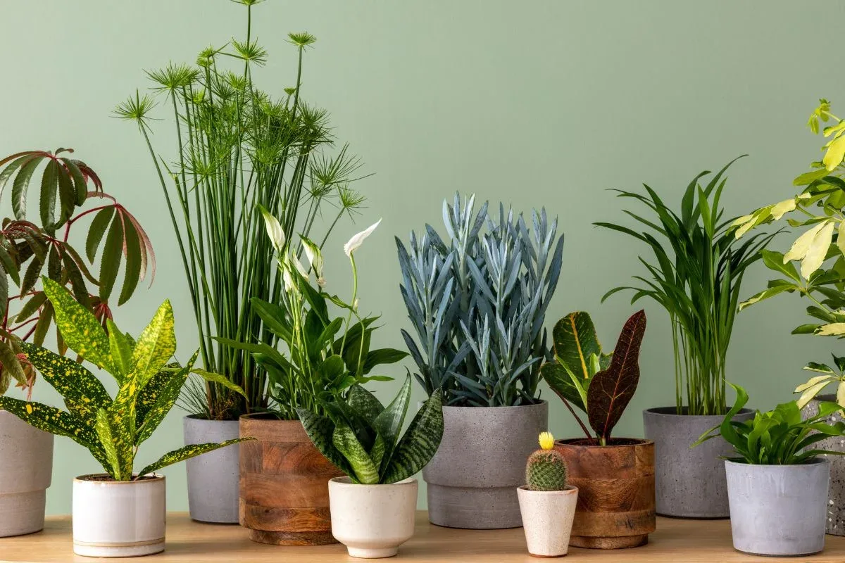 kruk växter i krukor