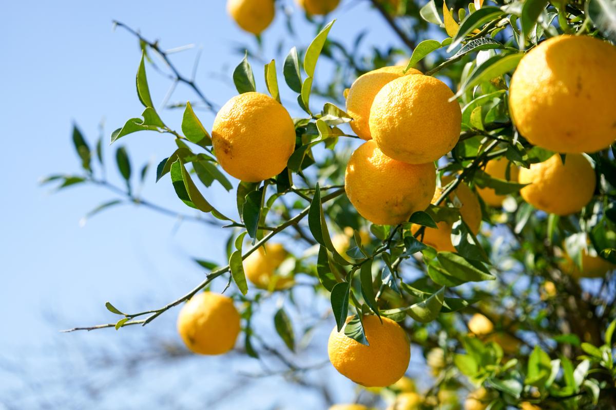 Den ser ut som en citron, men verkar på huden som en laser. Japanska kvinnor äter den regelbundet
